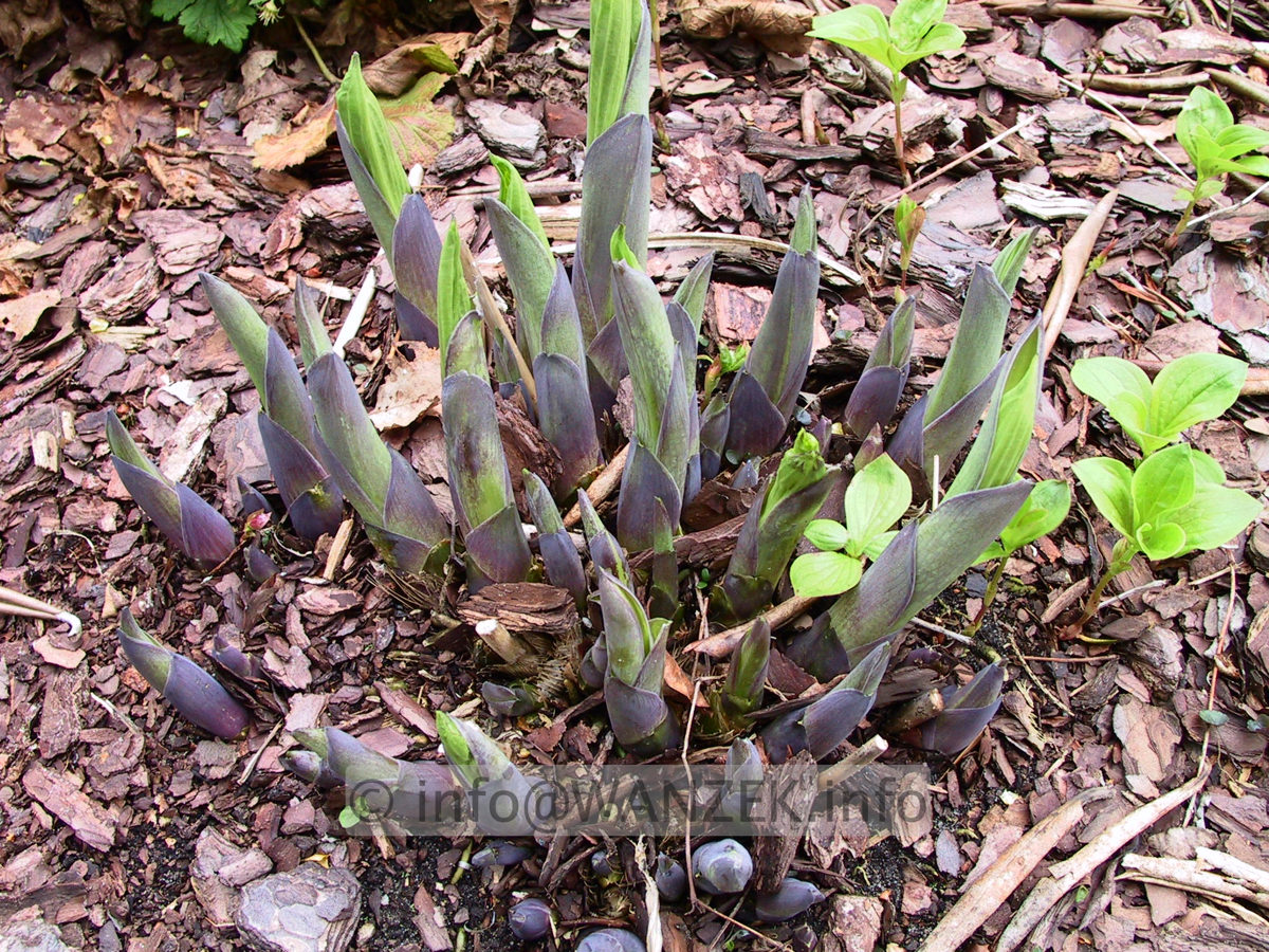 Hosta Hybride Samurai 06.jpg